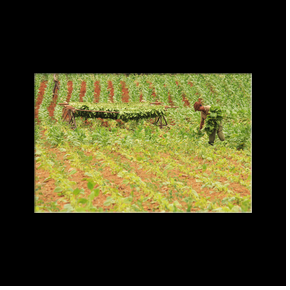 Vinales - Mogote dos Hermanas