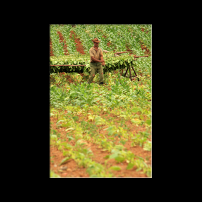 Vinales - Mogote dos Hermanas