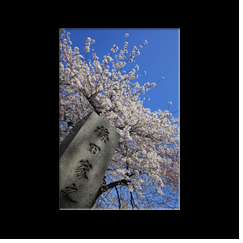 Cimetire Yanaka (Tokyo)