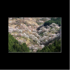 Yoshino