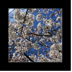 Cherry blossoms