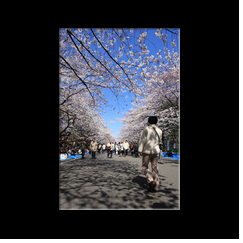 Parc Ueno pendant Ohanami