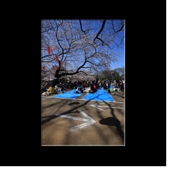 Parc Ueno pendant Ohanami