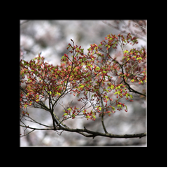 Cherry blossoms
