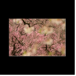Cherry blossoms