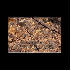 Cherry blossoms