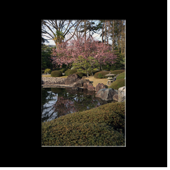 Jardin du chteau Nijo-jo (Kyoto)