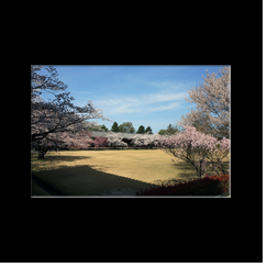 Temple Tdai-ji (Nara)