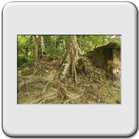 L'emprise de la jungle sur les ruines...
