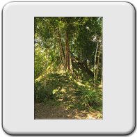 L'emprise de la jungle sur les ruines...