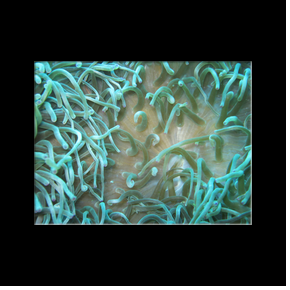 Damanayat Islands