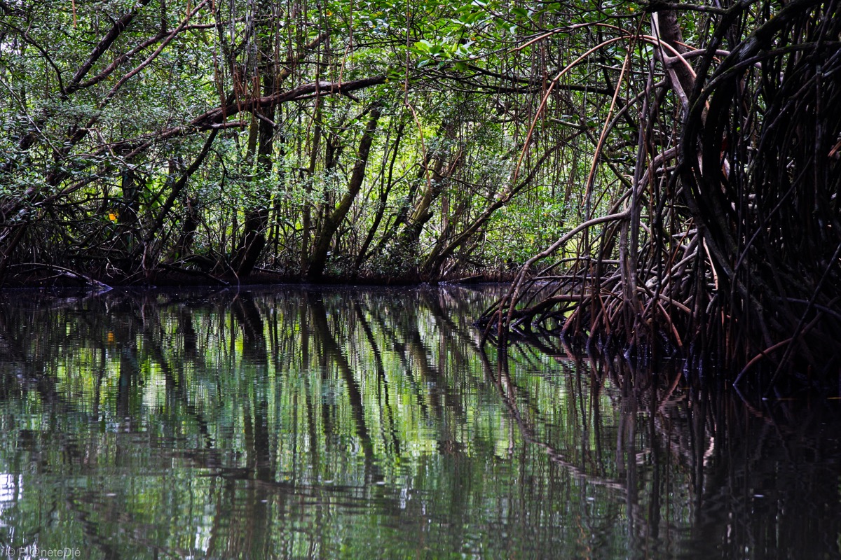 Kayaking in Mangrove Swamps