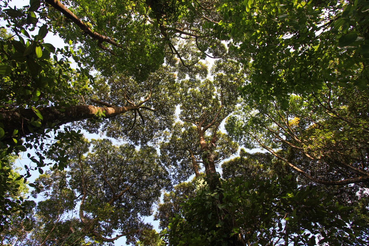Trees from the bottom
