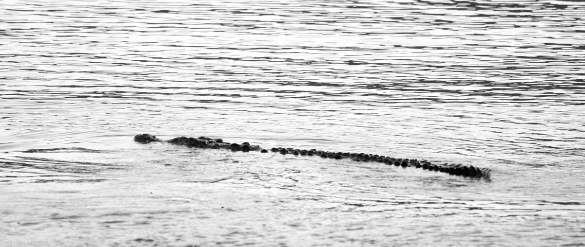 Sea Crocodile in Coiba