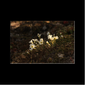 Saxifrage