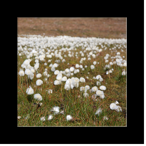 Linaigrette