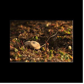 Champignon