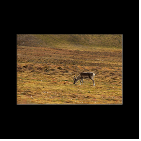 Renne au milieu de la toundra