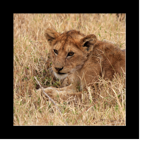 Lionceau dans le Serengeti NP
