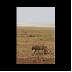Lion au bord du Lac Manyara