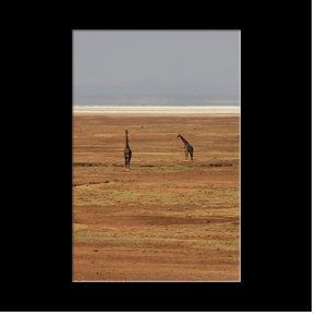 Girafes au bord du Lac Manyara