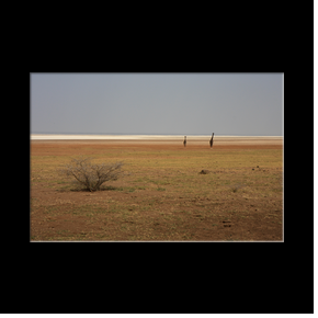 Girafes au bord du Lac Manyara