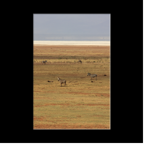 Zbres au bord du Lac Manyara
