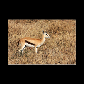 Impala au Serengeti NP