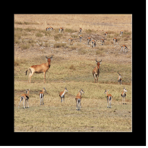Impalas au Serengeti NP