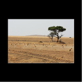Impalas au Serengeti NP
