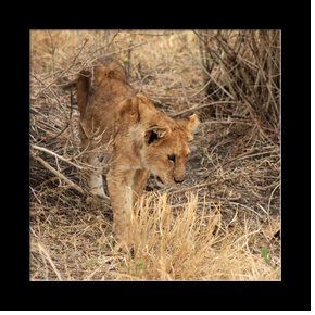 Lionceau dans le Serengeti NP