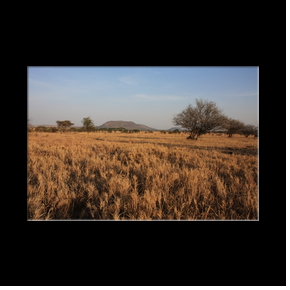 Plaines du serengeti