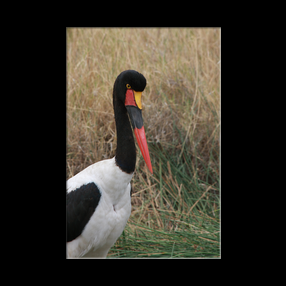 Echassier dans le Serengeti NP