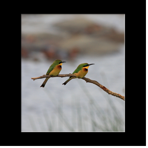Oiseaux dans le Serengeti NP