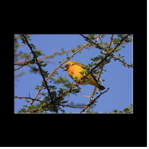 Oiseau dans le Serengeti NP