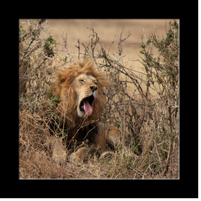 Lion dans le Serengeti NP