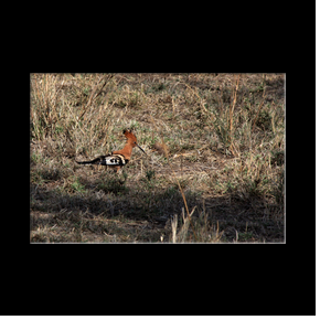 Oiseau dans le Serengeti NP