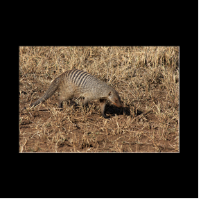 Mangouste dans le serengeti NP