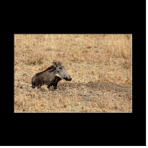 Phacochre dans le Serengeti NP