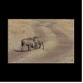 Phacochres dans le Serengeti NP