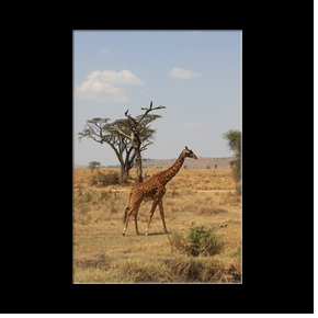 Girafe dans le Serengeti NP