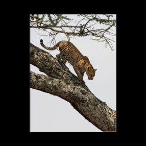Lopard dans le Serengeti NP