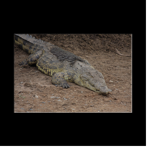Crocodile dans le Serengeti NP