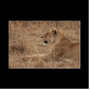 Lionne dans le Serengeti NP