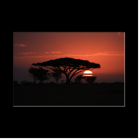 Soleil levant derrire acacia