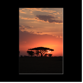 Soleil levant derrire acacia