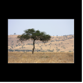 Gupard dans la plaine du Serengeti