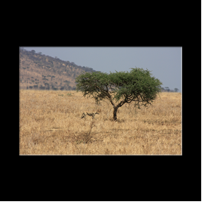 Gupard dans la plaine du Serengeti