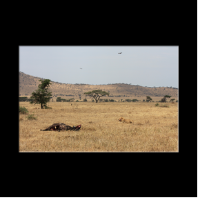 Scne d'aprs-chasse