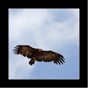 Vautour dans le Serengeti NP